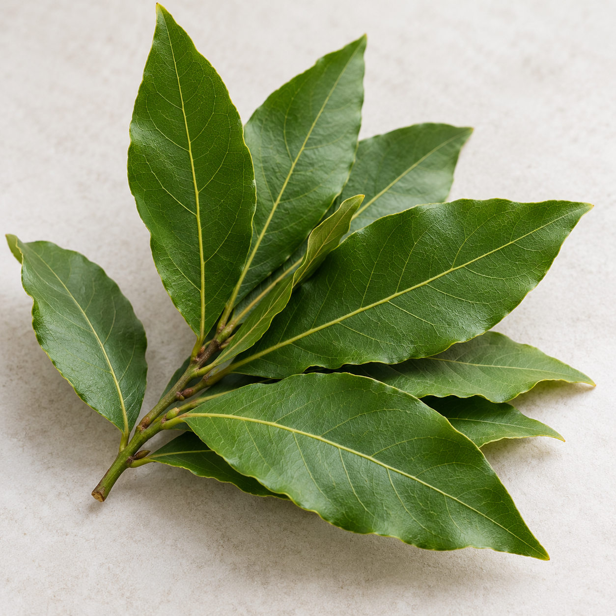 Eucalyptus leaves in morning sunlight